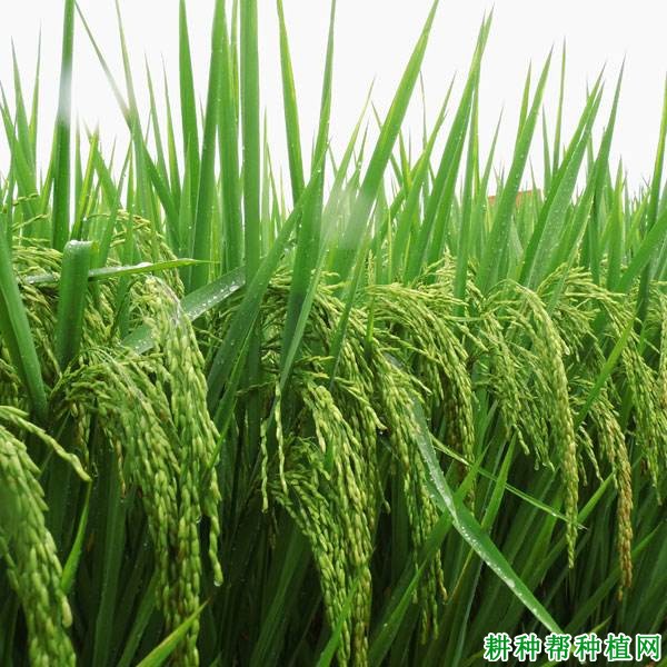 N两优2号水稻品种好不好? N两优2号水稻品种好不好?