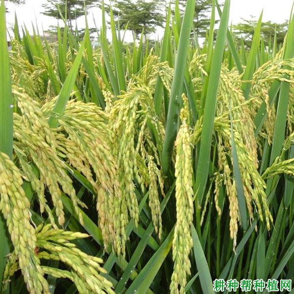 N两优2号水稻品种好不好? N两优2号水稻品种好不好?
