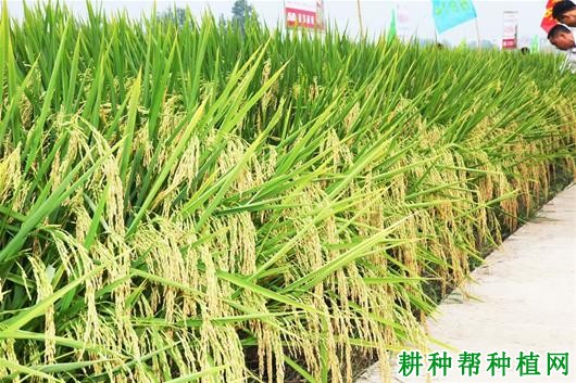 N两优2号水稻品种好不好? N两优2号水稻品种好不好?