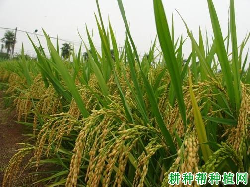 株两优4024水稻品种好不好? 株两优4024水稻品种好不好?