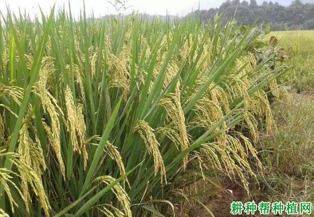 深优9519水稻品种好不好? 深优9519水稻品种好不好?