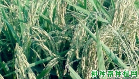 津原85水稻品种好不好? 津原85水稻品种好不好?