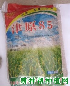 津原85水稻品种好不好? 津原85水稻品种好不好?