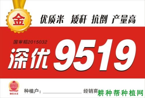 深优9519水稻品种好不好? 深优9519水稻品种好不好?