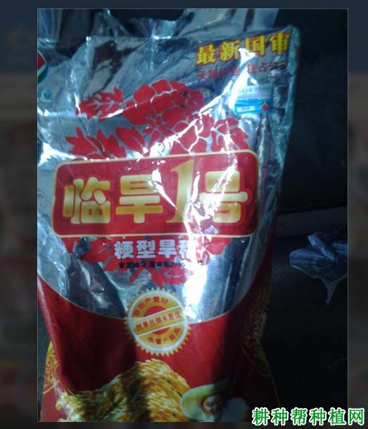 临旱1号水稻品种好不好? 临旱1号水稻品种好不好?