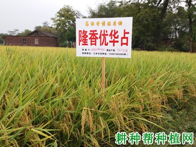 隆香优华占水稻品种好不好? 隆香优华占水稻品种好不好?