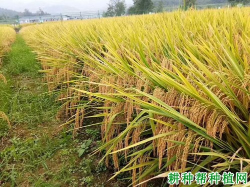 隆香优华占水稻品种好不好? 隆香优华占水稻品种好不好?