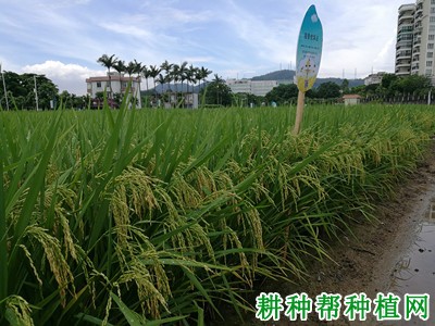 隆香优华占水稻品种好不好? 隆香优华占水稻品种好不好?
