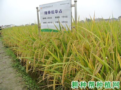 隆香优华占水稻品种好不好? 隆香优华占水稻品种好不好?