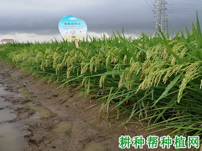 隆香优华占水稻品种好不好? 隆香优华占水稻品种好不好?