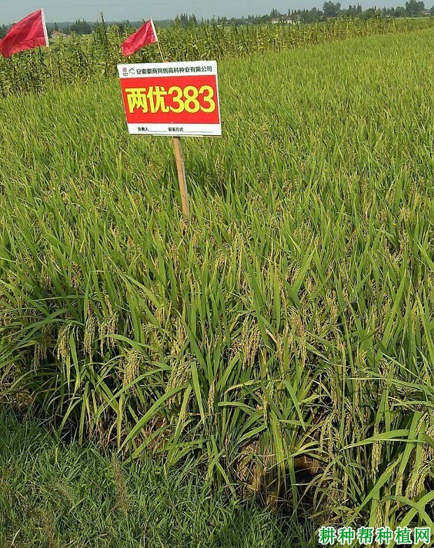 两优383水稻品种好不好? 两优383水稻品种好不好?