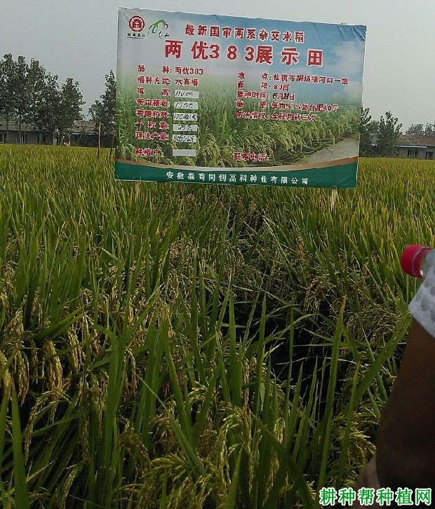 两优383水稻品种好不好? 两优383水稻品种好不好?