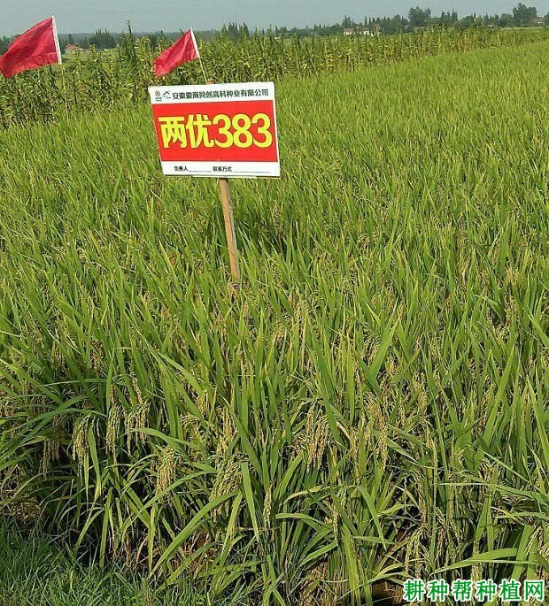 两优383水稻品种好不好? 两优383水稻品种好不好?