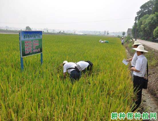 湘早籼46号水稻品种好不好? 湘早籼46号水稻品种好不好?
