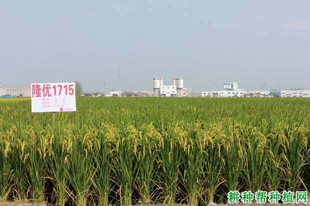 隆优1715水稻品种好不好? 隆优1715水稻品种好不好?