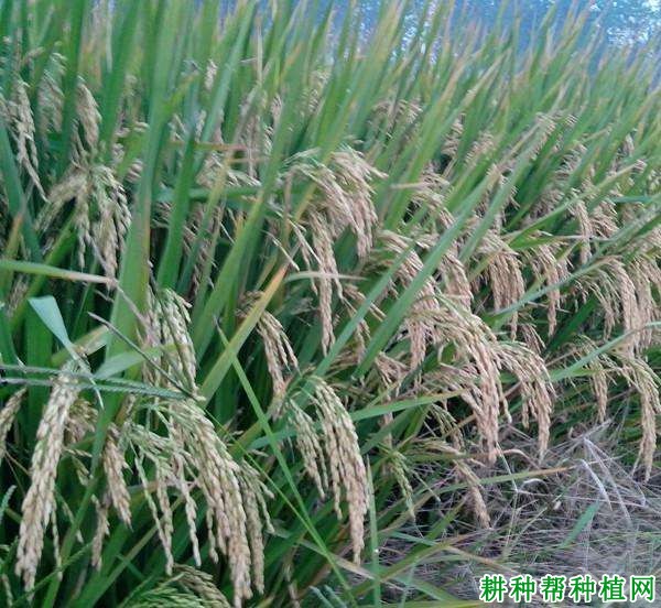 湘早籼46号水稻品种好不好? 湘早籼46号水稻品种好不好?