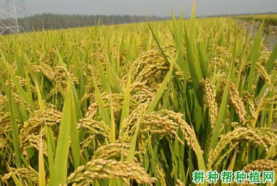 徐旱1号水稻品种好不好? 徐旱1号水稻品种好不好?
