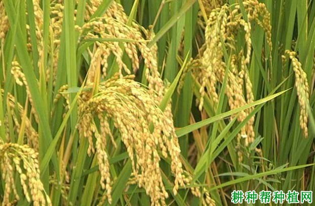 徐旱1号水稻品种好不好? 徐旱1号水稻品种好不好?