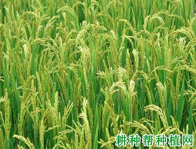 焦旱1号水稻品种好不好? 焦旱1号水稻品种好不好?