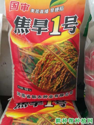 焦旱1号水稻品种好不好? 焦旱1号水稻品种好不好?