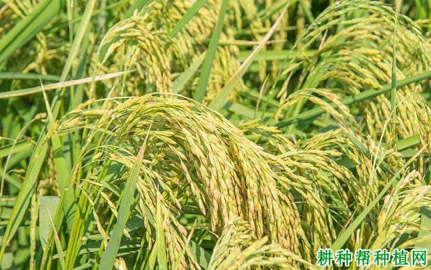 东优962水稻品种好不好? 东优962水稻品种好不好?