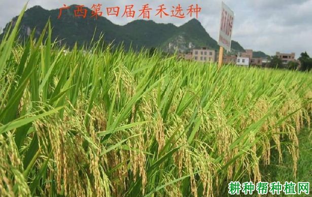扬两优6号水稻品种好不好? 扬两优6号水稻品种好不好?