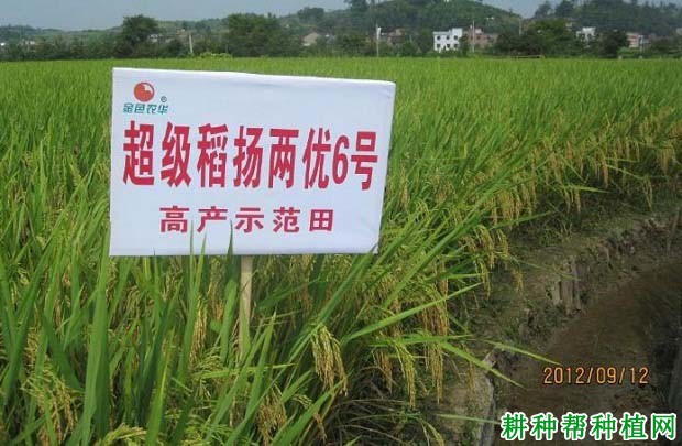 扬两优6号水稻品种好不好? 扬两优6号水稻品种好不好?