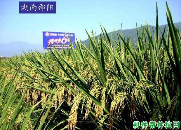 扬两优6号水稻品种好不好? 扬两优6号水稻品种好不好?