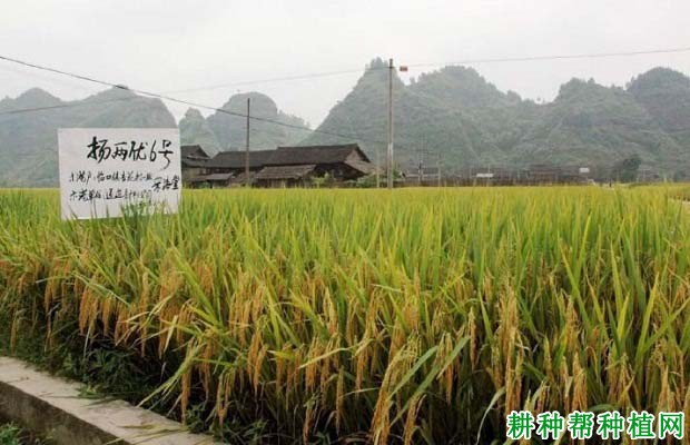 扬两优6号水稻品种好不好? 扬两优6号水稻品种好不好?
