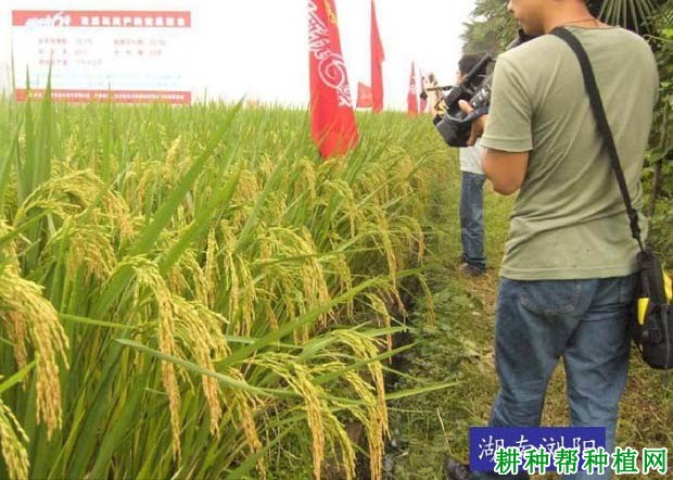 扬两优6号水稻品种好不好? 扬两优6号水稻品种好不好?