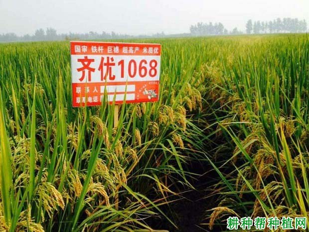 齐优1068水稻品种好不好? 齐优1068水稻品种好不好?