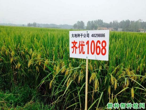 齐优1068水稻品种好不好? 齐优1068水稻品种好不好?