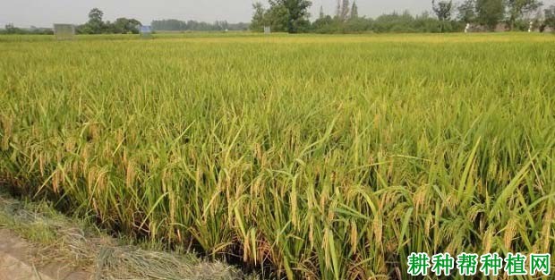 齐优1068水稻品种好不好? 齐优1068水稻品种好不好?