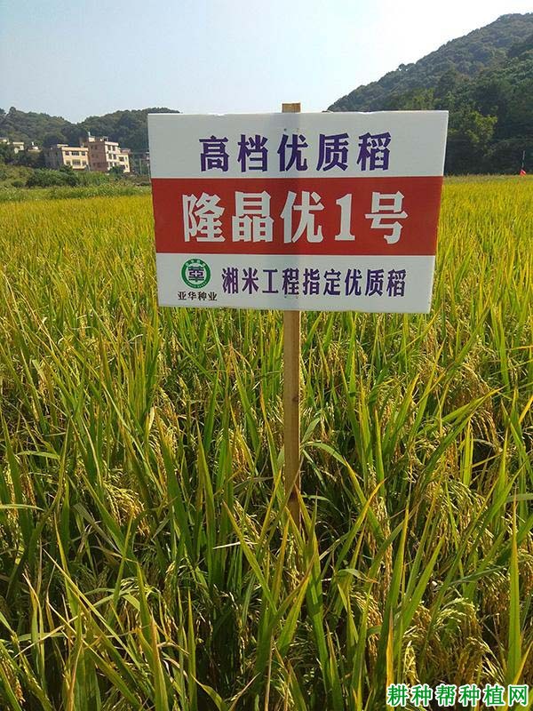 隆晶优1号水稻品种好不好? 隆晶优1号水稻品种好不好?