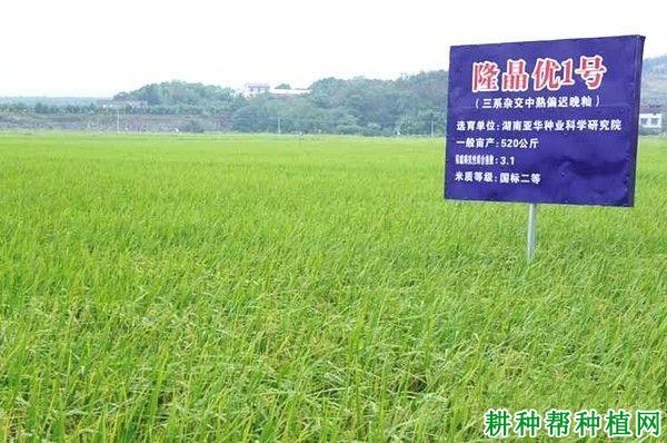 隆晶优1号水稻品种好不好? 隆晶优1号水稻品种好不好?