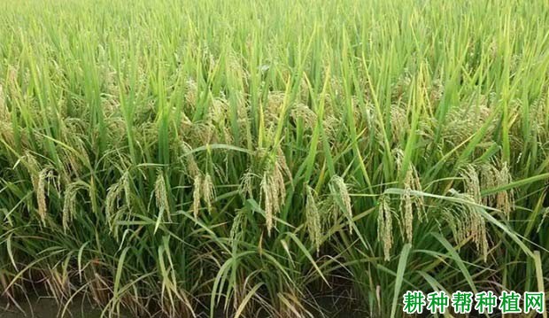 隆晶优1号水稻品种好不好? 隆晶优1号水稻品种好不好?