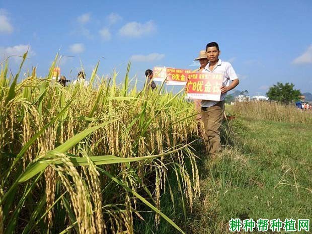 广8优金占水稻品种好不好? 广8优金占水稻品种好不好?