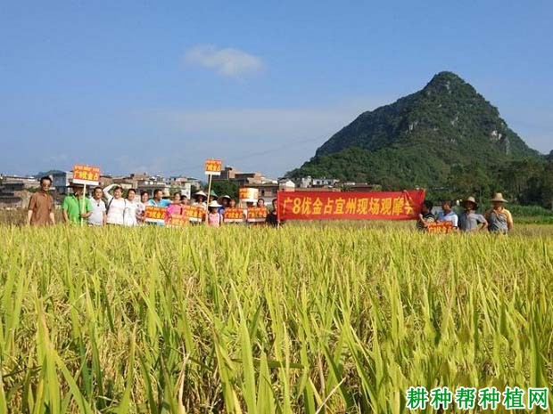 广8优金占水稻品种好不好? 广8优金占水稻品种好不好?