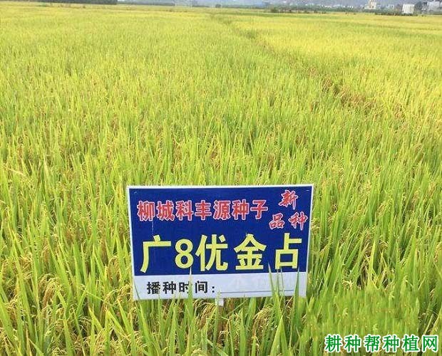 广8优金占水稻品种好不好? 广8优金占水稻品种好不好?