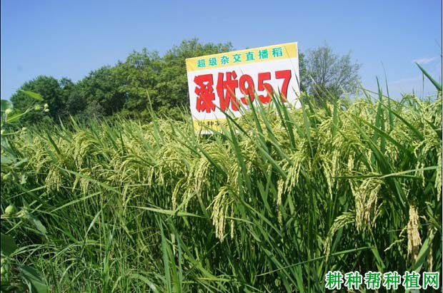深优957水稻品种好不好? 深优957水稻品种好不好?