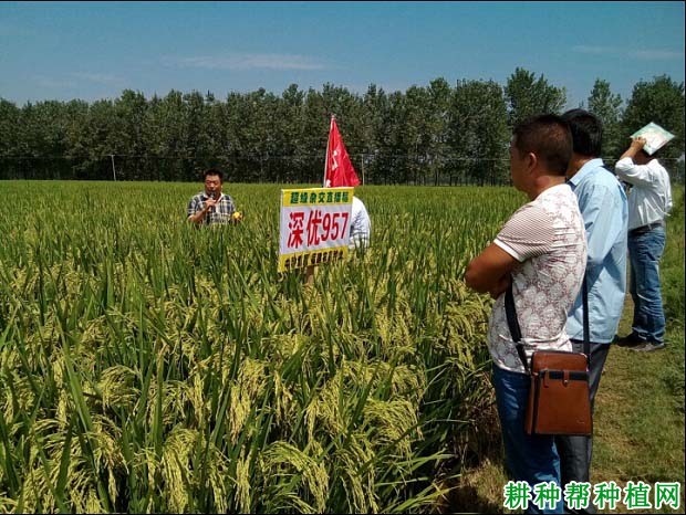 深优957水稻品种好不好? 深优957水稻品种好不好?