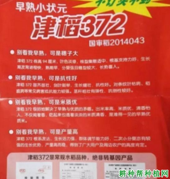 津稻372水稻品种好不好? 津稻372水稻品种好不好?