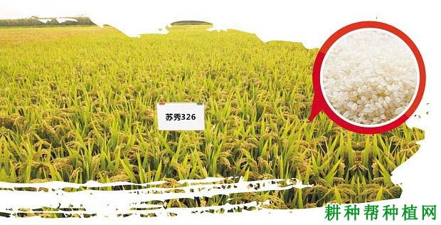 苏秀326水稻品种好不好? 苏秀326水稻品种好不好?