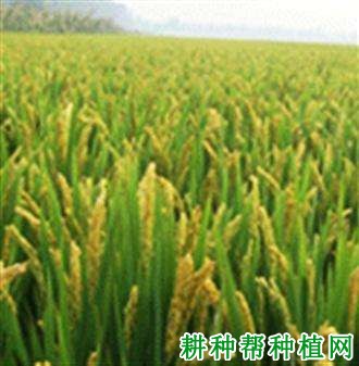 津稻372水稻品种好不好? 津稻372水稻品种好不好?