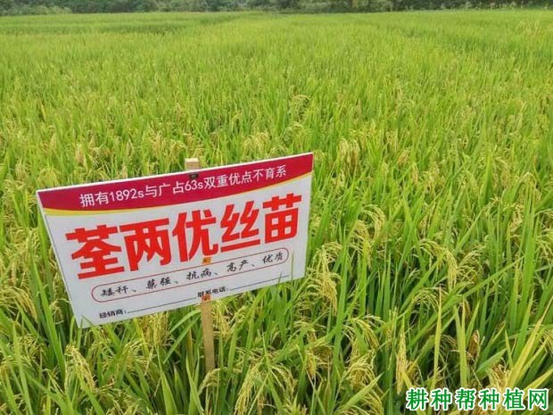 荃两优丝苗水稻品种好不好? 荃两优丝苗水稻品种好不好?