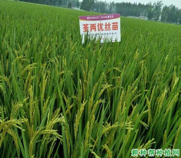荃两优丝苗水稻品种好不好? 荃两优丝苗水稻品种好不好?