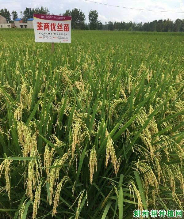 荃两优丝苗水稻品种好不好? 荃两优丝苗水稻品种好不好?