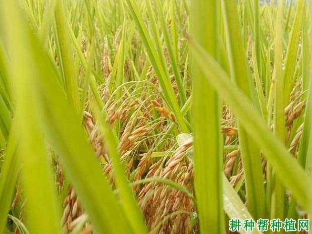软红米水稻品种好不好? 软红米水稻品种好不好?