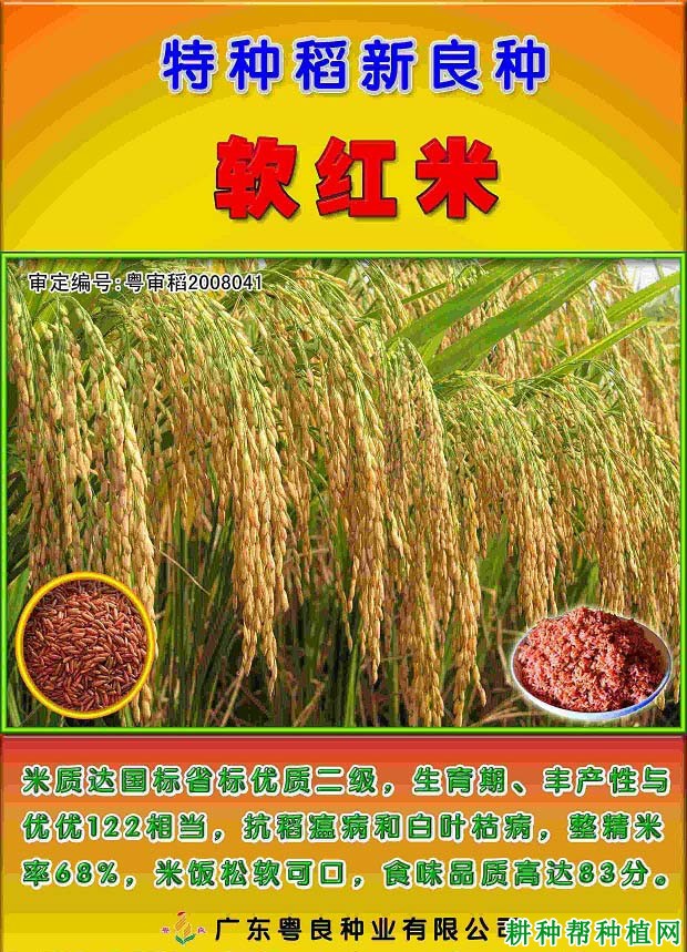 软红米水稻品种好不好? 软红米水稻品种好不好?