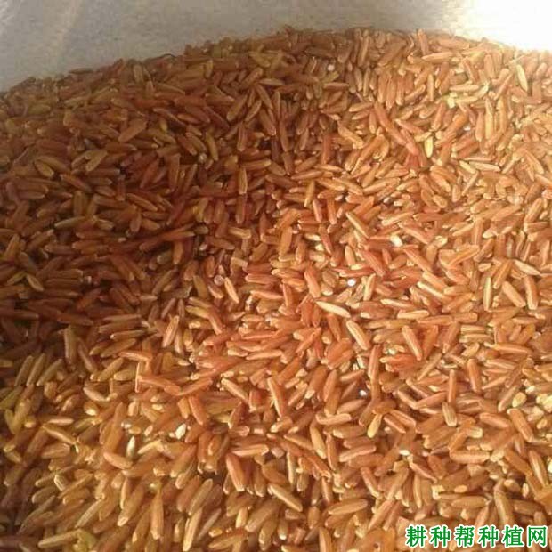 红稻6号水稻品种好不好? 红稻6号水稻品种好不好?